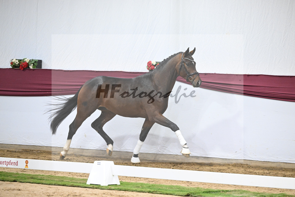 Kat-Nr. 47 Taurus x Floriscount_Thomas Casper u Horst Eulich_47251663 | hf-fotografie - Realisiert mit Pictrs.com