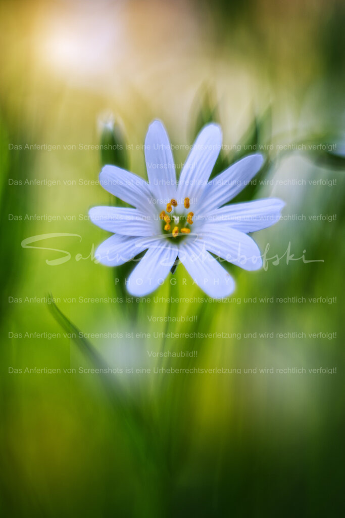 Sternmiere | Die detailierte Blüte einer Sternmiere vor orange, grünem Hintergrund mit Bokeh - Realisiert mit Pictrs.com