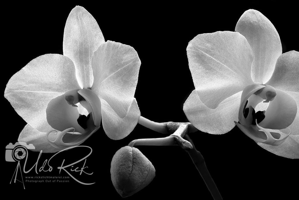 Orchidaceae_cultigen_3 | Entdecken Sie Fotografie aus Leidenschaft: Auftragsfotografie, HD-Fotos, Geschenkartikel aus Ihren Bildern und vieles mehr. Beauftragen Sie uns für besondere Momente!