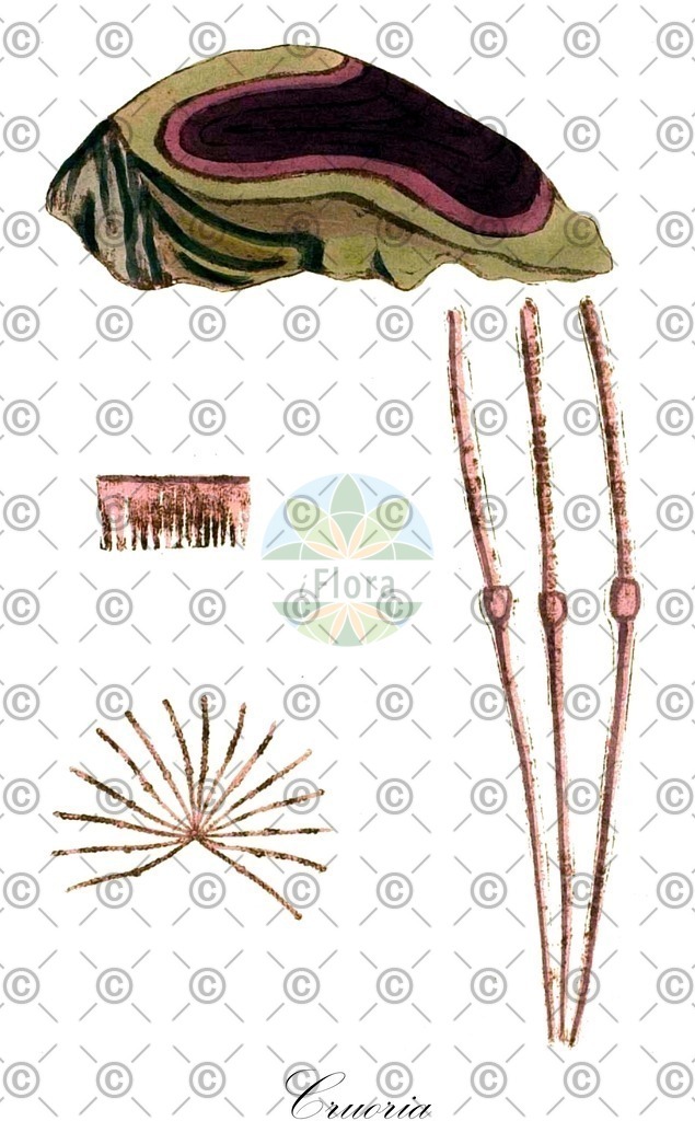 HistAbb_62P3F_2_ENZY_Simple | Historische Abbildung von Cruoria - Cruoriaceae (0) | Historical Illustration of Cruoria - Cruoriaceae (0)