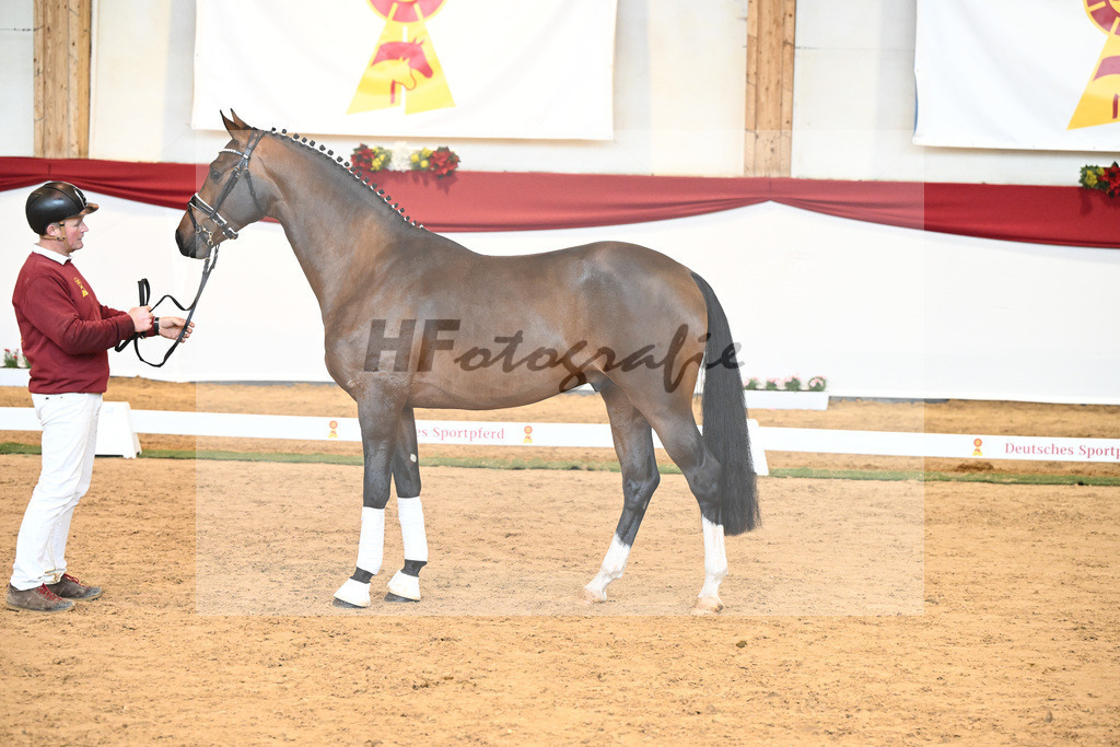 Kat-Nr. 57 Valverde x Diamond Hit_Blessing_43231021 | hf-fotografie - Realisiert mit Pictrs.com