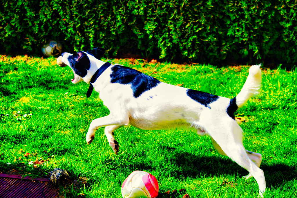 Hunde (2) | Tierfotografie / Haustierfotografie - Realisiert mit Pictrs.com