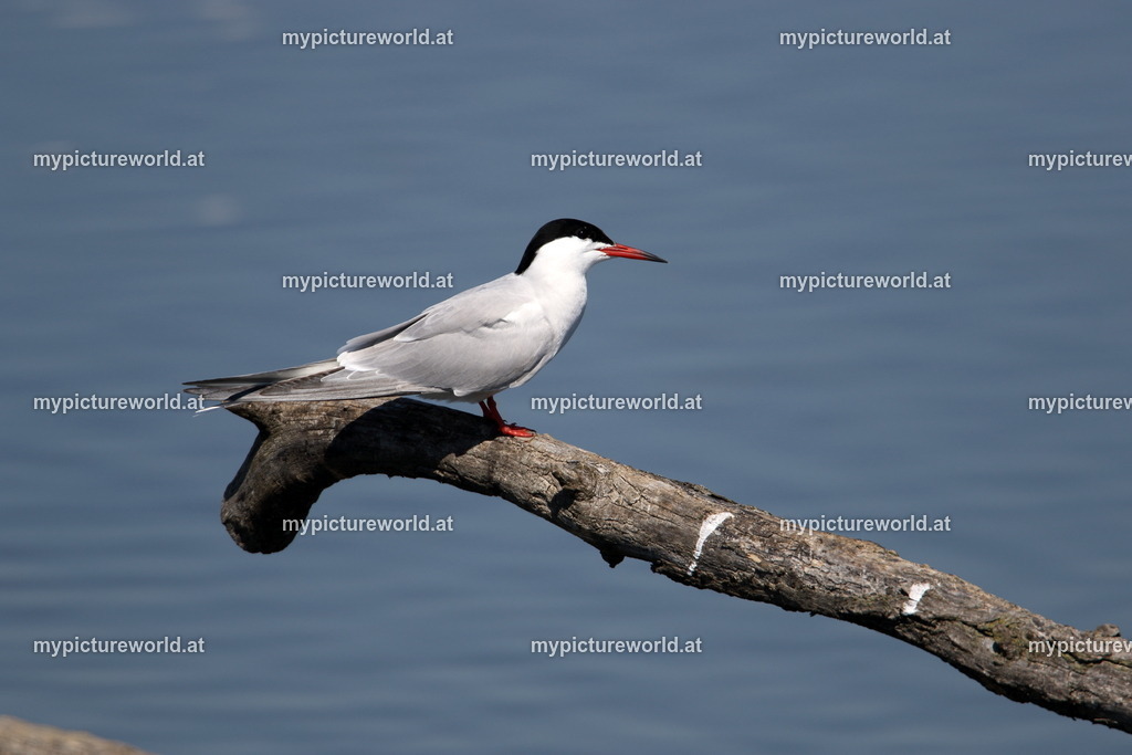 Flussseeschwalbe-025 | Das Bilderarchiv über Tiere, Planzen und Landschaften. In der Bilddatenbank finden Sie ein große Auswahl an hochwertigen Bilder für Ihre Werbung - Realized with Pictrs.com