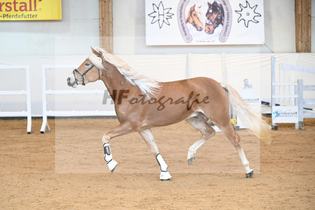 Kat-Nr. 19 v. Amari_Reisberger_2230347 | hf-fotografie - Realisiert mit Pictrs.com