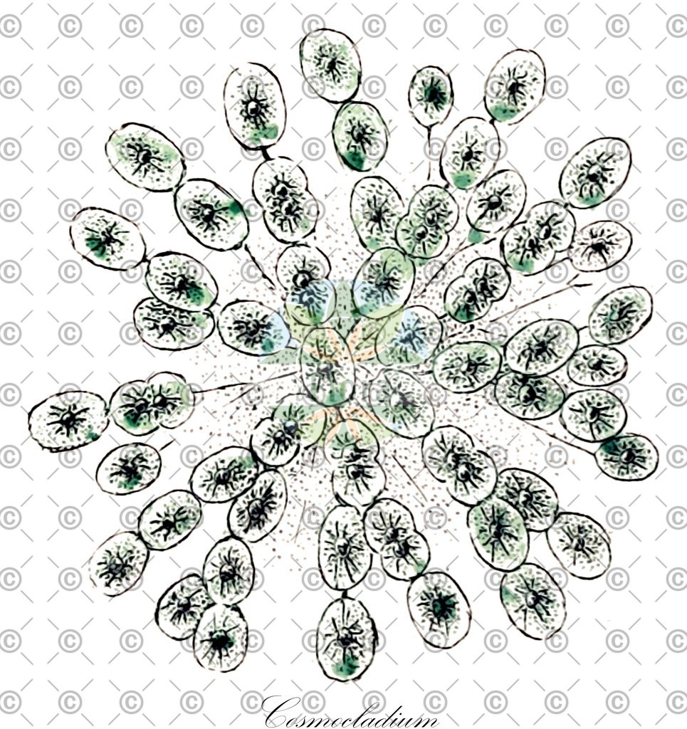 HistAbb_wfo-0000066682_1_ENZY_Simple | Historische Abbildung von Cosmocladium - Desmidiaceae (0) | Historical Illustration of Cosmocladium - Desmidiaceae (0)
