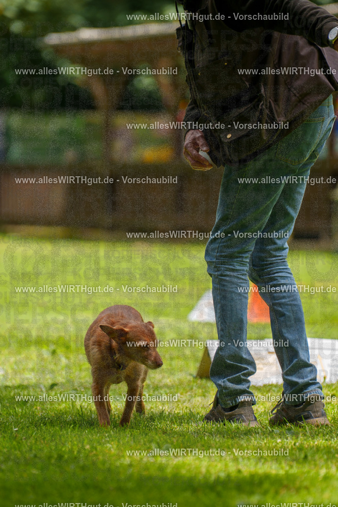 @allesWIRTHgut_Tierfotografie - www.allesWIRTHgut.de - 121804-7R508830 | Professionelle Tierfotografie in Mönchengladbach von Daniel Wirth (allesWIRTHgut). Liebevolle & natürliche Bilder von Hunden & Katzen für unvergessliche Erinnerungen.