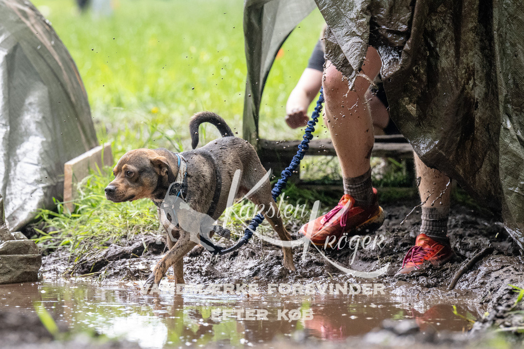 1114_ZZ91939 | kk-dogfotos