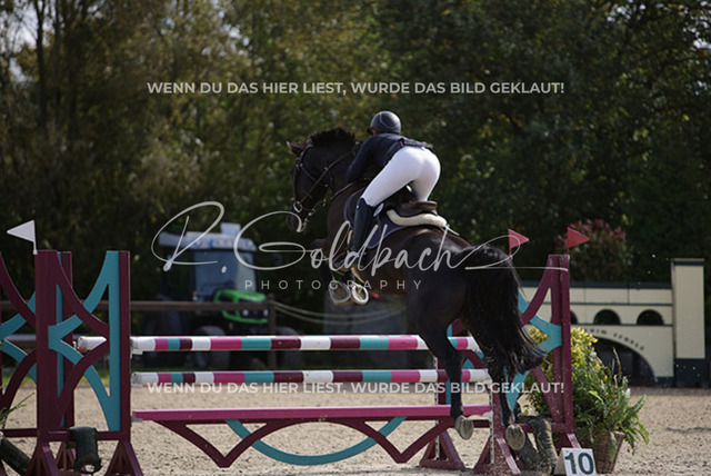 1J2A3435Freya Sophie Langhans_ Comme Toi_ Kn260_ Havekost | Foto- und Videografie für alles rund ums Pferd. Hochwertige Bilder und Videos vom Spring- und Dressurreiten, Voltigieren & mehr. Jetzt aktuelle Veranstaltungen und Preise im Shop ansehen. - Realisiert mit Pictrs.com