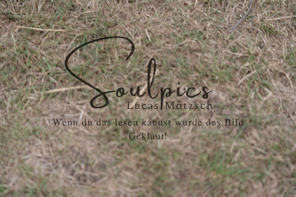 A7V00715 | Pferdefotograf