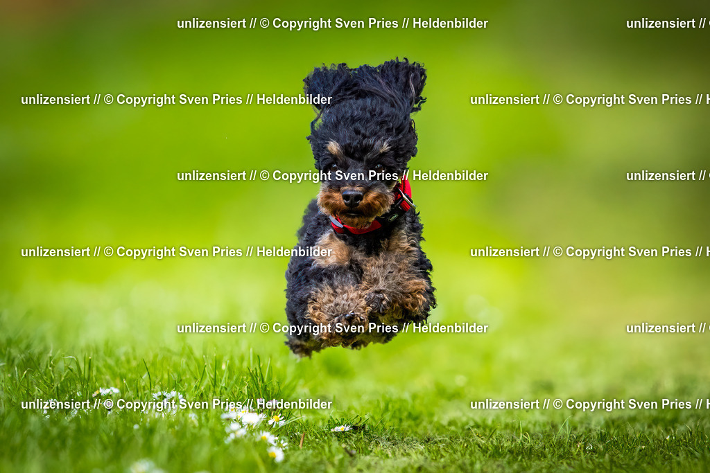 Sven Pries | 2025-04-13 - Hunderennen Baden-Baden - Realisiert mit Pictrs.com