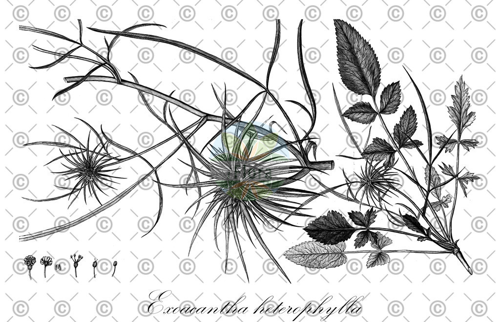 HistAbb_wfo-0000417435_1_ENZY_Simple | Historische Abbildung von Exoacantha heterophylla - Apiaceae | Historical Illustration of Exoacantha heterophylla - Apiaceae