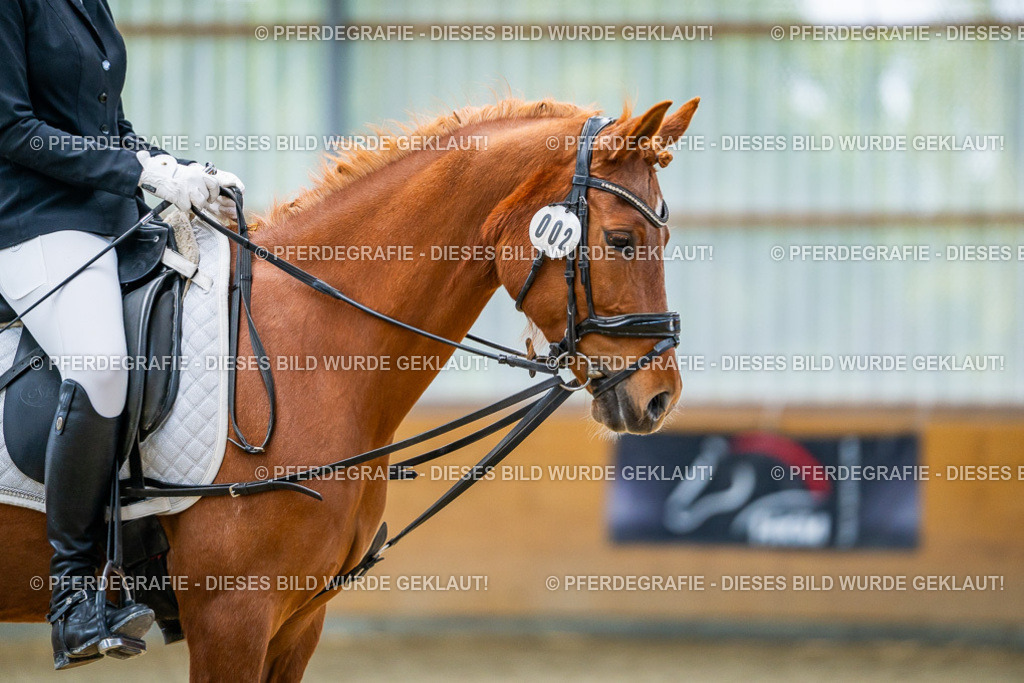 DSC03908 | Pferdegrafie