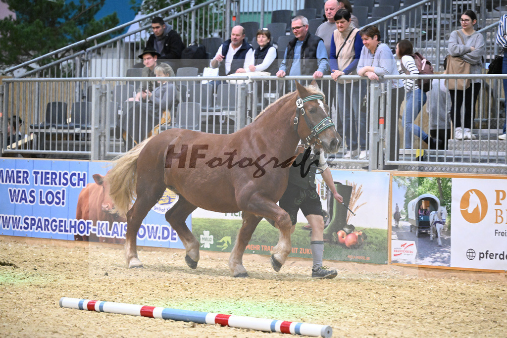 Kat-Nr. 34 Polly v. Sandro_Schmalzl_1260511 | hf-fotografie - Realisiert mit Pictrs.com