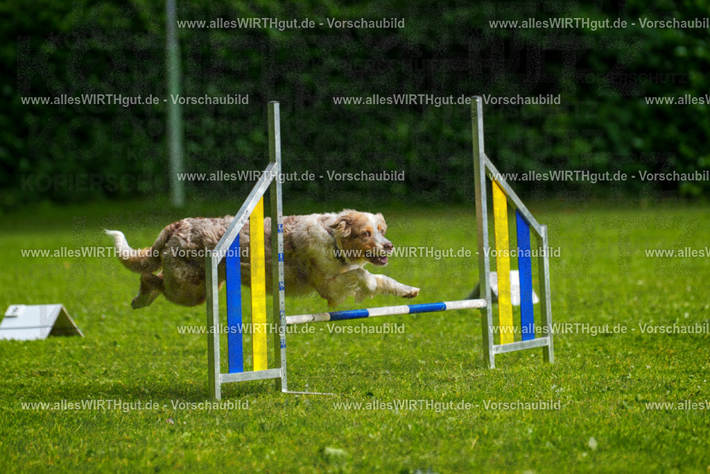 @allesWIRTHgut_Tierfotografie - www.allesWIRTHgut.de - 7R502900 | Professionelle Tierfotografie in Mönchengladbach von Daniel Wirth (allesWIRTHgut). Liebevolle & natürliche Bilder von Hunden & Katzen für unvergessliche Erinnerungen.