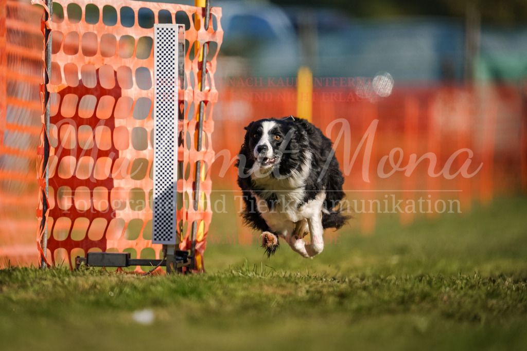 20250928_Hunderennen-144 | MuT (Mensch und Tier) mit Mona - Fotografie und Tierkommunikation - Realisiert mit Pictrs.com