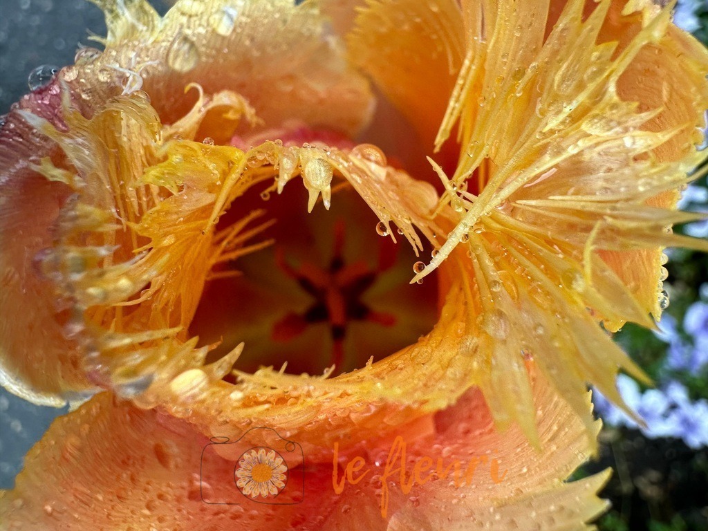 Fransentulpe | Dies ist der Shop von Florian Blum - le fleuri. Langenthal, Bern, SchweizSie können hier meine oder ihre eigenen Fotos als Fotoprodukte kaufen. Tassen, Schlüsselanhänger, Taschen etc. können Sie hier gestalten.  - Realisiert mit Pictrs.com