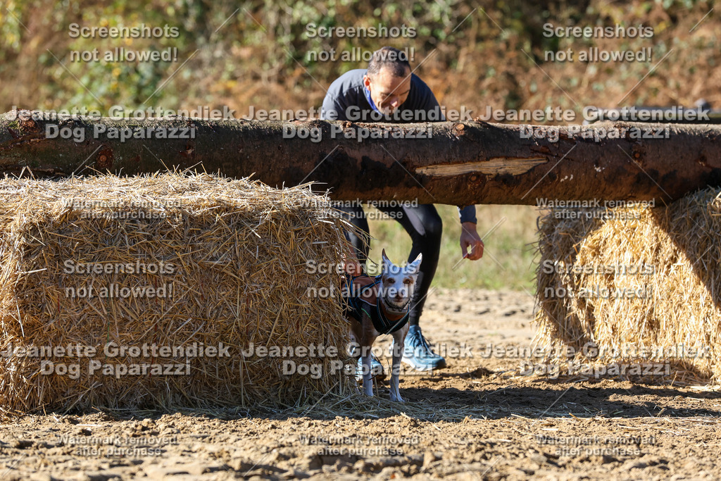 Dog Paparazzi - Strongdog 10-25-2730 | Dog Paparazzi Jeanette Grottendiek Fotografie & Videografie - Realisiert mit Pictrs.com