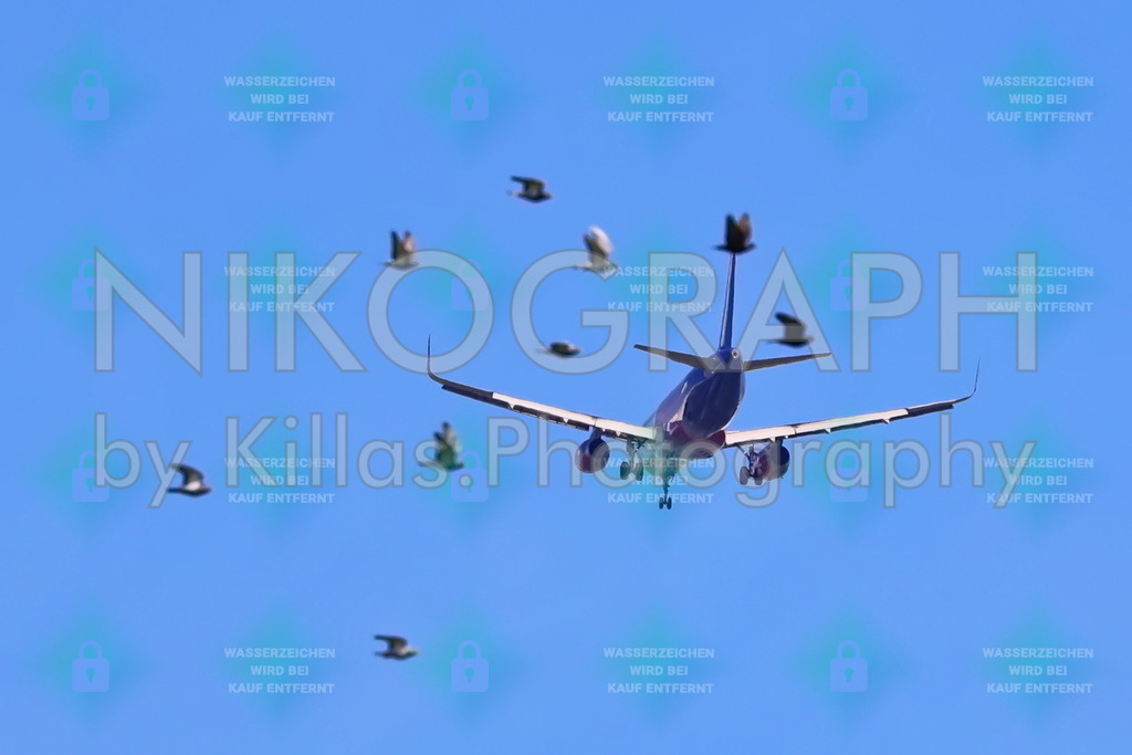 Im Landeanflug | Ein Flugzeug ist im Landeanflug auf den Flughafen Dortmund. Hinter dem Flugzeug fliegt ein Vogelschwarm.