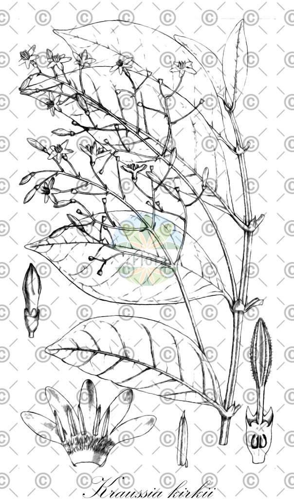 HistAbb_wfo-1000027547_1_ENZY_Simple | Historische Abbildung von Kraussia kirkii - Rubiaceae | Historical Illustration of Kraussia kirkii - Rubiaceae