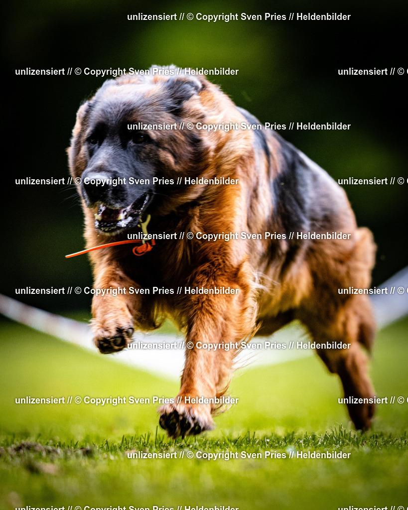 Sven Pries | 2025-10-03 - Hunderennen Obergrombach - Realisiert mit Pictrs.com