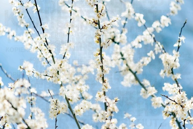 Schlehdornblüte | weiße Blüten des Schlehdorn blühen vor blauem Himmel - Realisiert mit Pictrs.com