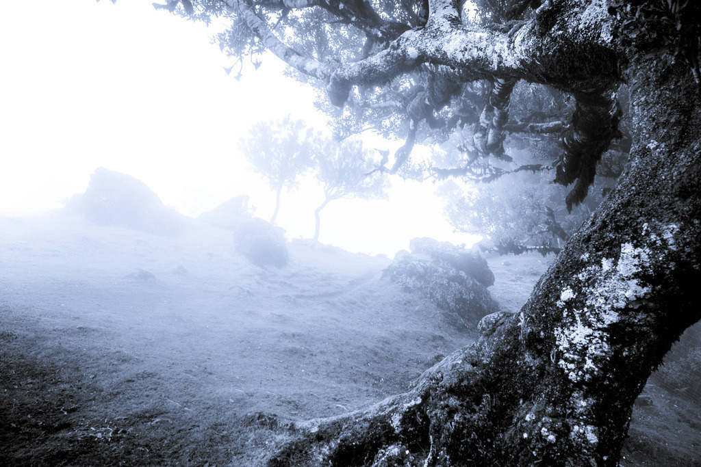 Fanal; Hochebene Paul da Serra; Madeira | Herzlich willkommen auf meiner Seite! Ich bin Elke Wallnisch, Deine Fotografin für lichtstarke Momente. Der Name steht für alles, was mich mit der Fotografie verbindet: Das Licht und seine machtvolle Wirkung auf eine Situation oder unsere Stimmung - Realisiert mit Pictrs.com