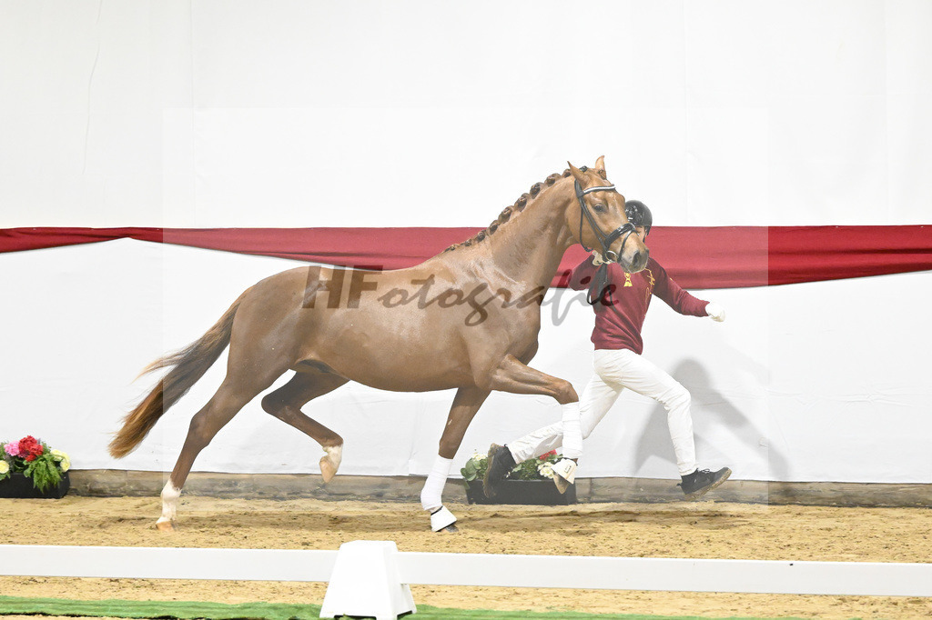 Kat-Nr. 8 v. Viva Gold_Limbecker_63220236 | hf-fotografie - Realizzato con Pictrs.com