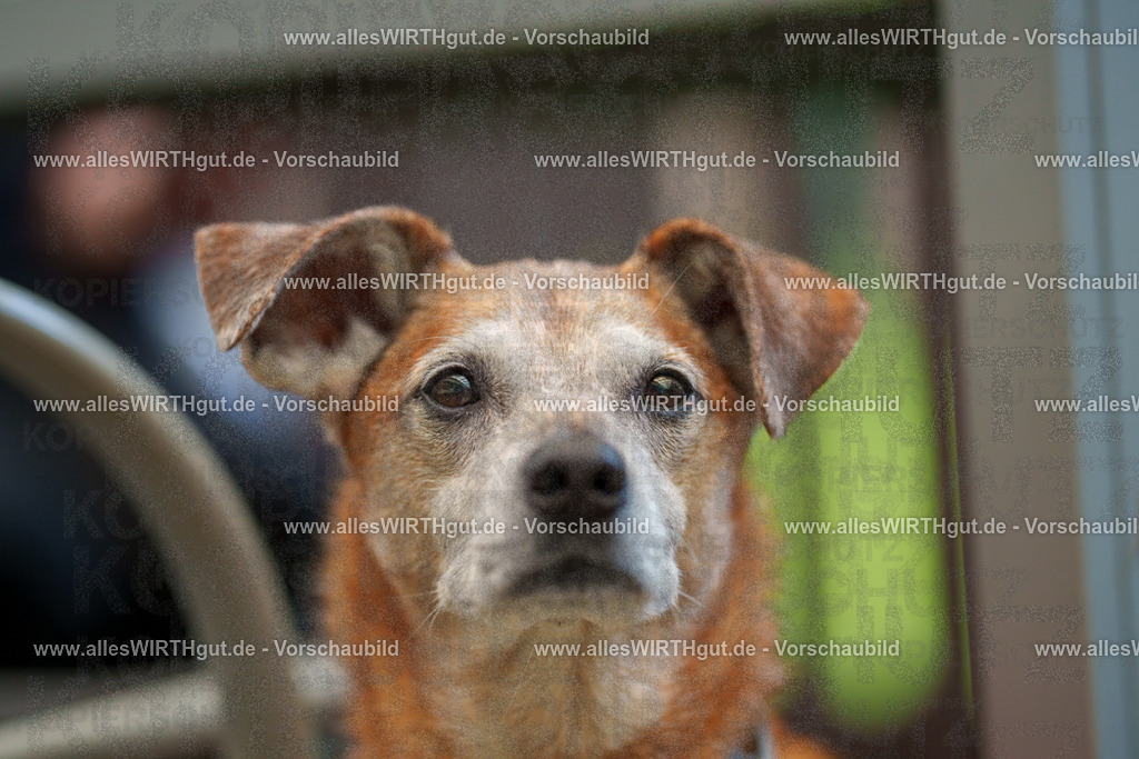 @allesWIRTHgut_Tierfotografie - www.allesWIRTHgut.de - 7R503248 | Professionelle Tierfotografie in Mönchengladbach von Daniel Wirth (allesWIRTHgut). Liebevolle & natürliche Bilder von Hunden & Katzen für unvergessliche Erinnerungen.
