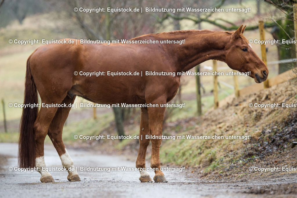 TS_20170131_Fuchs_Ganzk__rper_0001 | Foto: Thomas Hartig