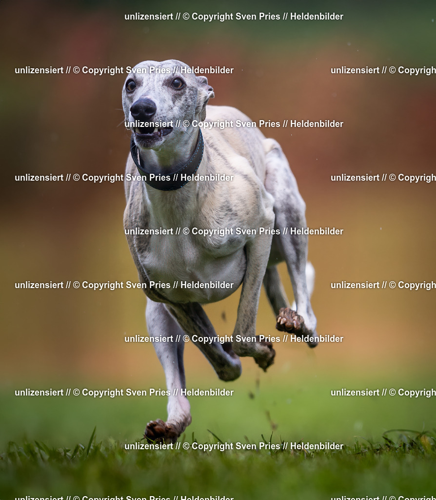 Sven Pries | 2024-04-21 - Hunderennen Baden-Oos
Foto: Sven Pries - Realisiert mit Pictrs.com