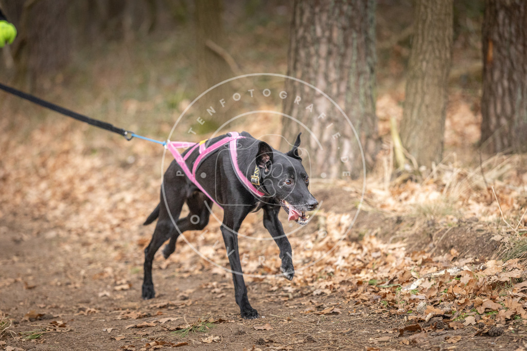 Pfotenfotografie_DV3A6348 | Hundefotografie, Tierfotograf, Pfotenfotografie, Fotoshooting Hund, Hunde Portrait, Hundesport, Hundeportraits, Heideshooting, Hunde, Sportfotograf, Hundefotograf, Turnierhundsport, THS,  - Realisiert mit Pictrs.com