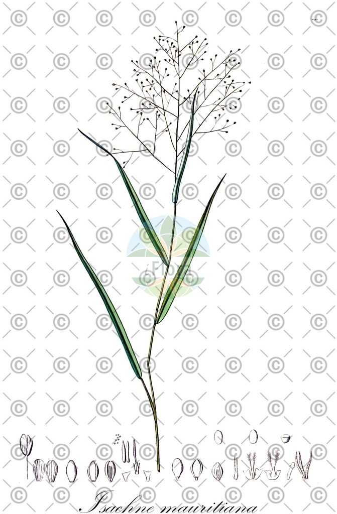 HistAbb_EMP_14558_SRC_Schlechtendal_FLORAD_SIMPLE | Historische Abbildung von Isachne mauritiana - Poaceae | Historical Illustration of Isachne mauritiana - Poaceae