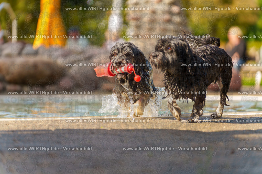 Hundeschwimmen_Grefrath_2026-allesWIRTHgut_Tierfotografie-13_13-7R508336 | Professionelle Tierfotografie in Mönchengladbach von Daniel Wirth (allesWIRTHgut). Liebevolle & natürliche Bilder von Hunden & Katzen für unvergessliche Erinnerungen.