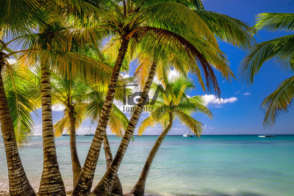 Palmen Ausblick auf das Meer in der Karibik | Hinaus auf das türkisblaue Meer. Am Horizont ein paar Boote. Ein paar weiße Wölkchen ziehen am azurblauen Himmel vorbei. Ein Traum! - Realisiert mit Pictrs.com