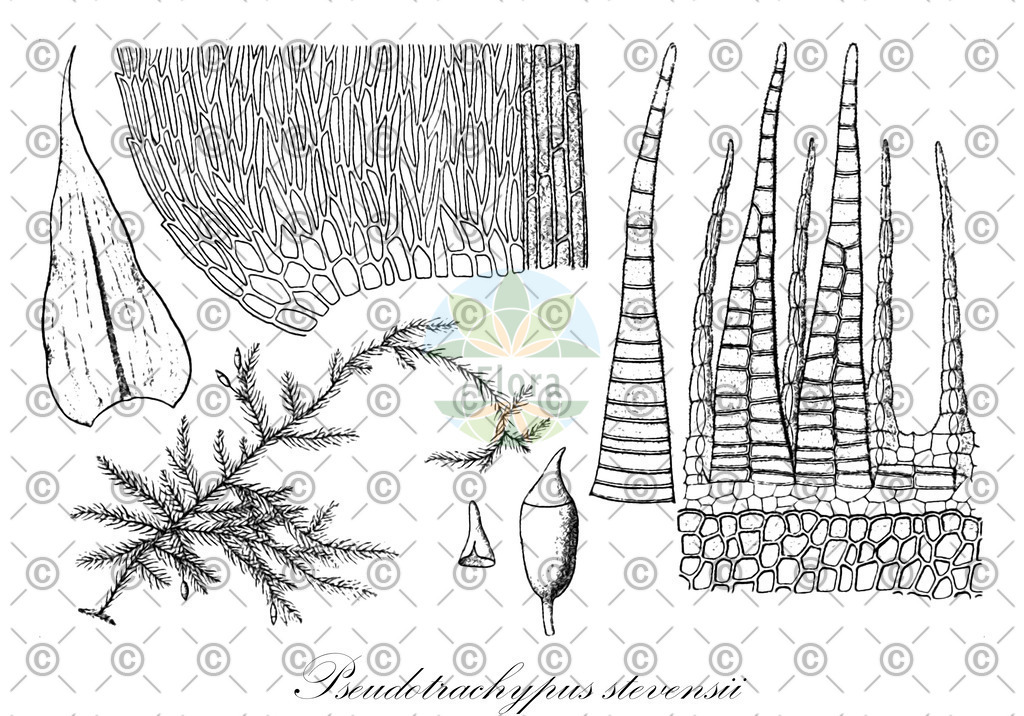 HistAbb_EMP_7201757_SRC_Schlechtendal_FLORAD_SIMPLE | Historische Abbildung von Pseudotrachypus stevensii - Meteoriaceae | Historical Illustration of Pseudotrachypus stevensii - Meteoriaceae