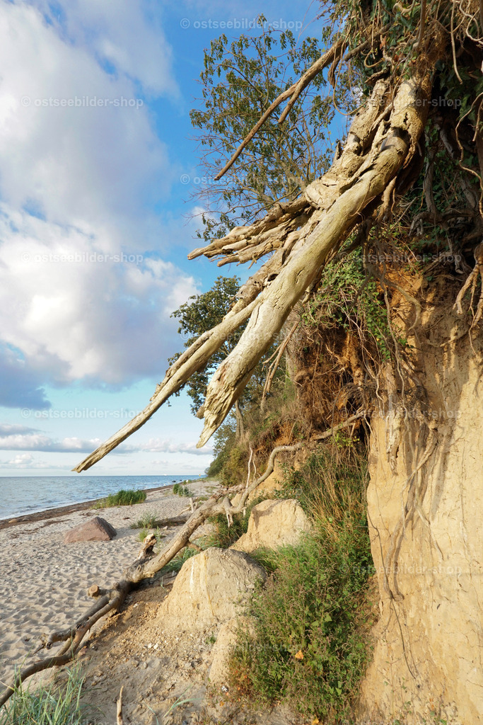 Baumwurzeln nach Kliffabbruch | Zeichen eines Kliffabbruchs sind häufig Baumwurzeln, die vom Steilufer herabhängen und abgestürzte Findlinge mit Lehmkruste, die am Fuße der Kliffwand liegen.