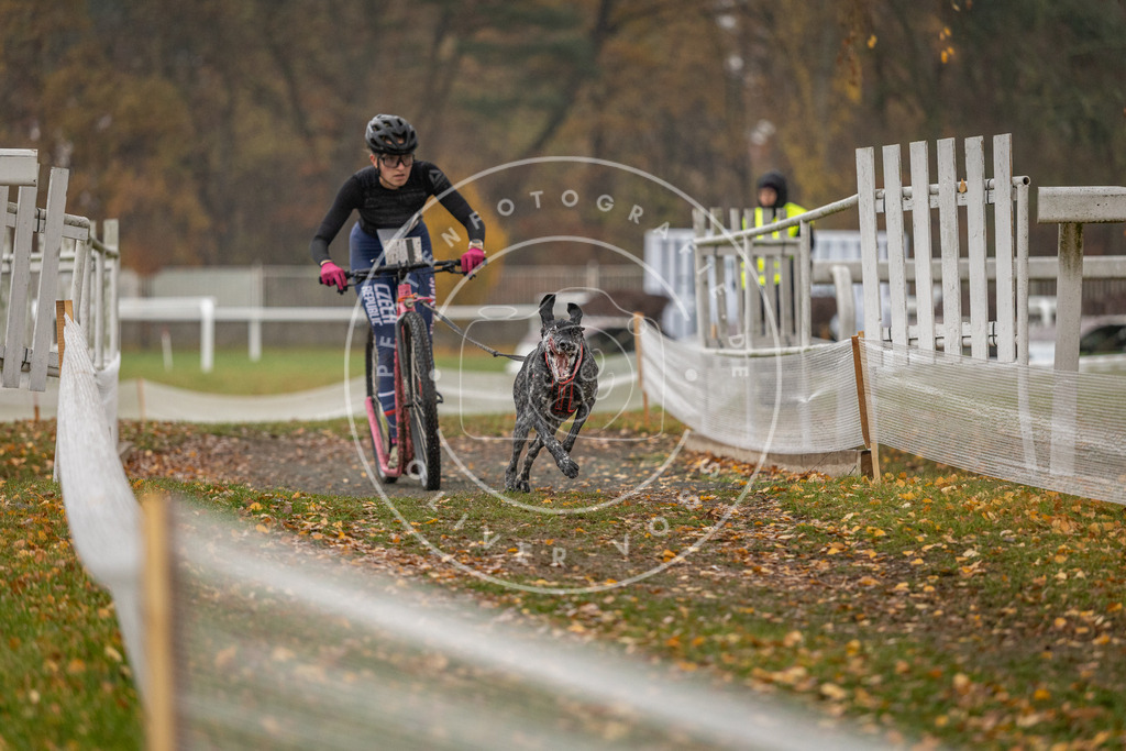 CaniXpix_DV3A7890 | Hundefotografie, Tierfotograf, Pfotenfotografie, Fotoshooting Hund, Hunde Portrait, Hundesport, Hundeportraits, Heideshooting, Hunde, Sportfotograf, Hundefotograf, Turnierhundsport, THS,  - Realisiert mit Pictrs.com