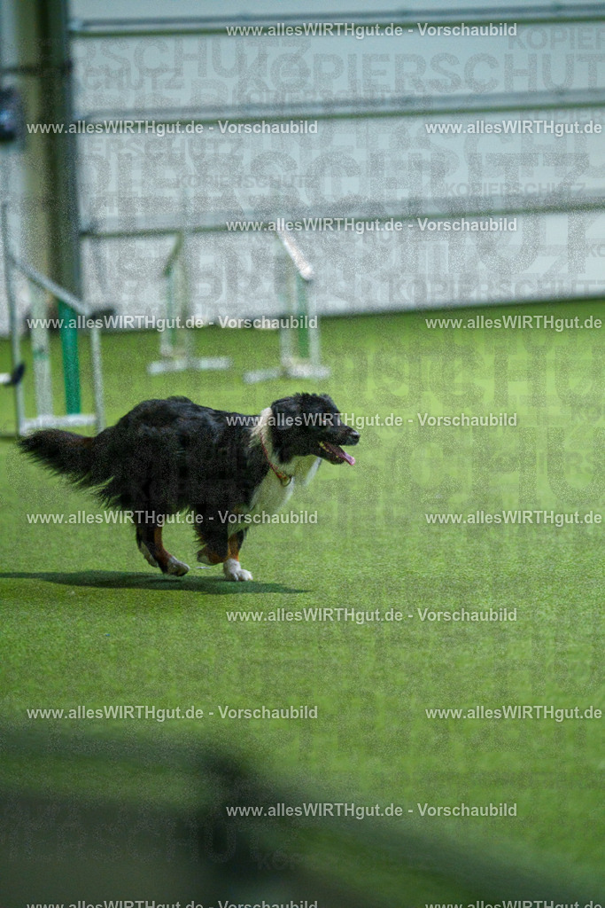 7R507127 | Professionelle Tierfotografie in Mönchengladbach von Daniel Wirth (allesWIRTHgut). Liebevolle & natürliche Bilder von Hunden & Katzen für unvergessliche Erinnerungen.