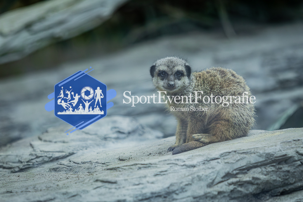 IMG_5568 | SportEventFotografie - Roman Stoiber