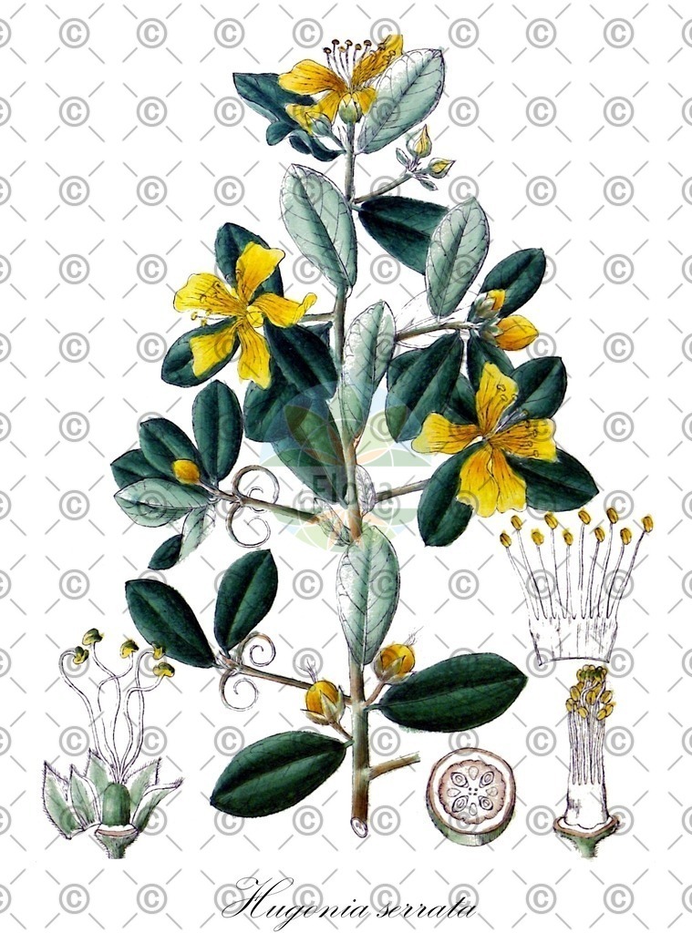 HistAbb_wfo-0000725784_1_ENZY_Simple | Historische Abbildung von Hugonia serrata - Linaceae | Historical Illustration of Hugonia serrata - Linaceae