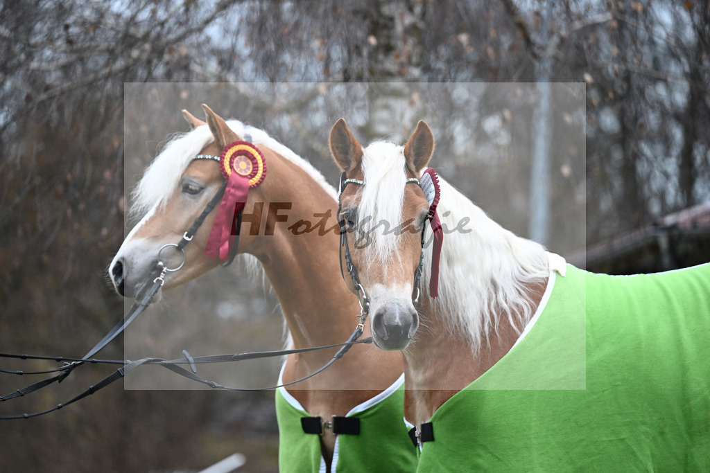Kat-Nr. 2 nn v. Belantis_Kat-Nr. 25 Bandit v. Barios_Haflingergestuet Meura_48251843 | hf-fotografie - Realisiert mit Pictrs.com