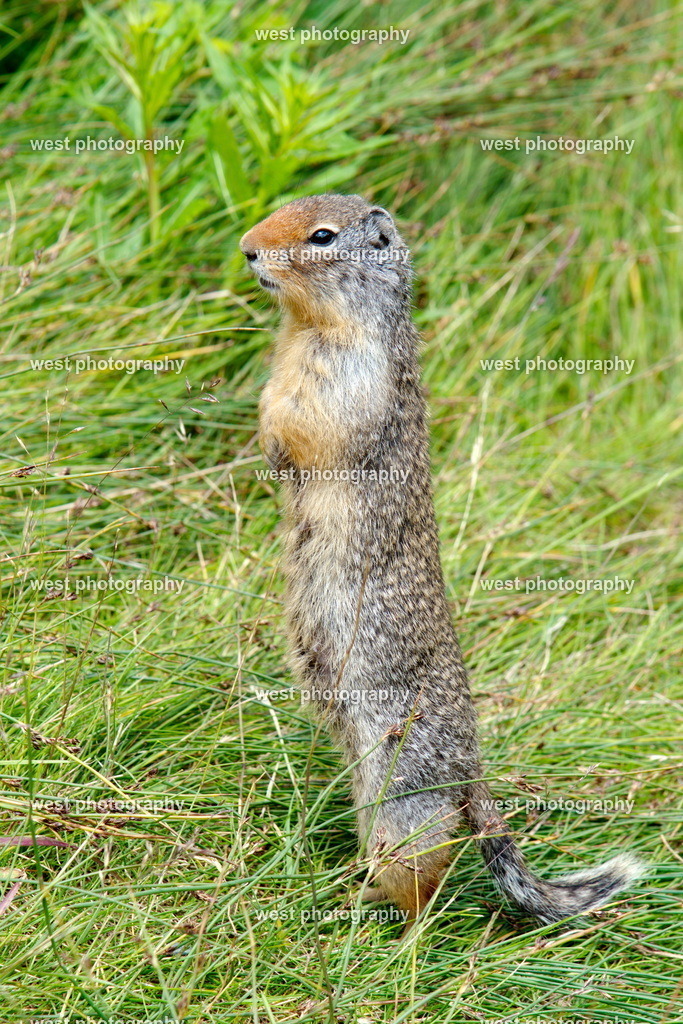 Squirrel Alberta 2 - 2019 CAN | west photography - Realisiert mit Pictrs.com