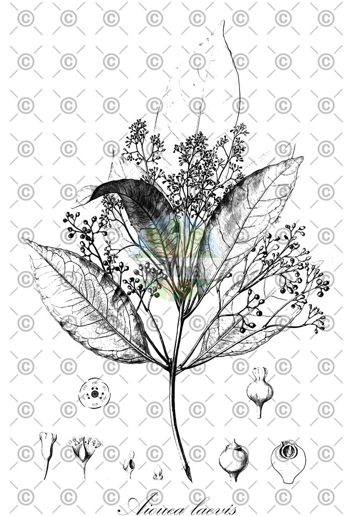 HistAbb_wfo-0000524704_1_ENZY_Simple | Historische Abbildung von Aiouea laevis - Lauraceae | Historical Illustration of Aiouea laevis - Lauraceae