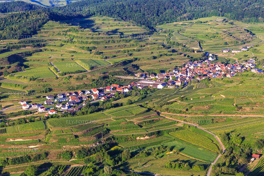 Luftbild: Winzerdorf im Kaiserstuhl aus Westen im Ortsteil Bickensohl in Vogtsburg im Bundesland Baden-Württemberg in Deutschland. Foto: IMG_147874.jpg vom 30.05.2025 durch Werner Riehm/FLY-FOTO.de