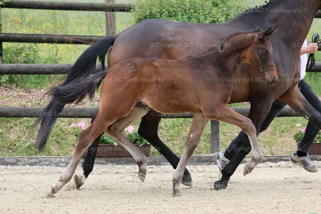 TrakFohlenschHennef17052025MC3H5A6203B | Pferdefotos online bestellen - Realisiert mit Pictrs.com