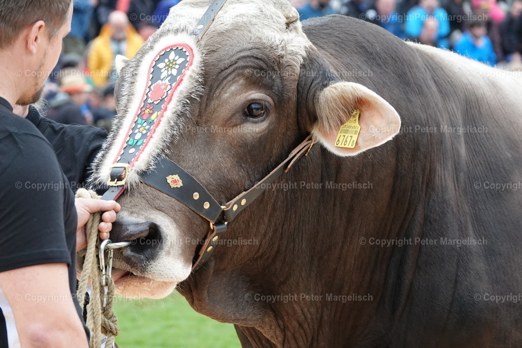 DSC03450 | Schwingen - Realisiert mit Pictrs.com
