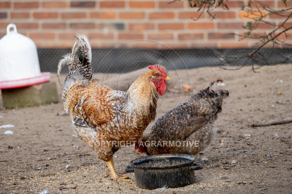 20221029-_DSF9897 | Freilaufende Biohühner in Biohaltung - Realisiert mit Pictrs.com