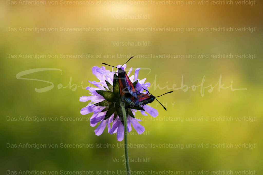 Wandbild "Make Love not War" | Exklusive Naturfotografie für stilvolle Wanddekoration ★ Premium Wandbilder Made in Germany ✔️ FineArt Drucke & Downloads ✔️ Brillante Farben, höchste Qualität & weltweiter Versand ✔️ - Realisiert mit Pictrs.com