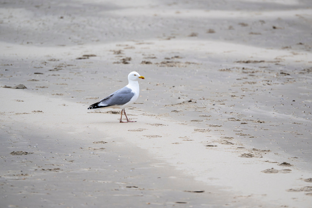 260608_Texel_0154_mr | Entdecke exklusive Fotografie im muebri Shop: Stimmungsvolle Motive  Naturaufnahmen und mehr. Jetzt hochwertige Wandbilder und Fotoabzüge online kaufen! - Realisiert mit Pictrs.com