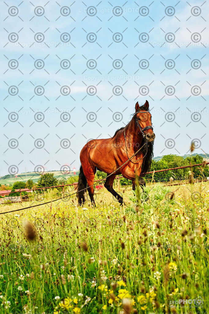 221_202406_Niki-Herodes_NZ9_0089 | proPHOTO - Realisiert mit Pictrs.com